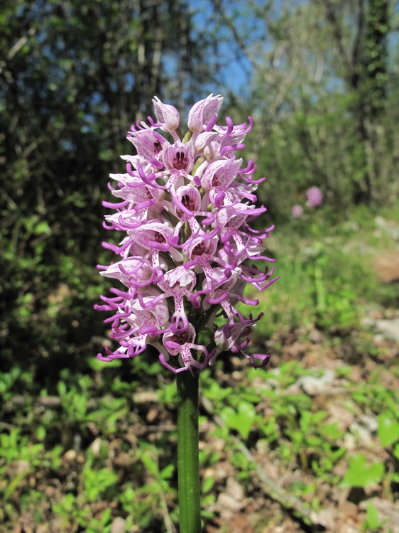 Orchis simia